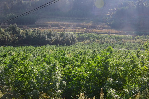 工业大麻全景